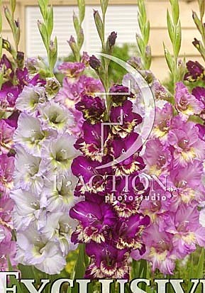 3572 Глад смесь Это волшебство 6шт/1шт