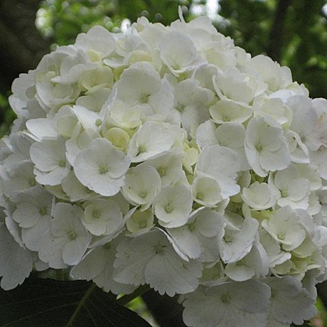 Гортензия крупн Шнииболл туба