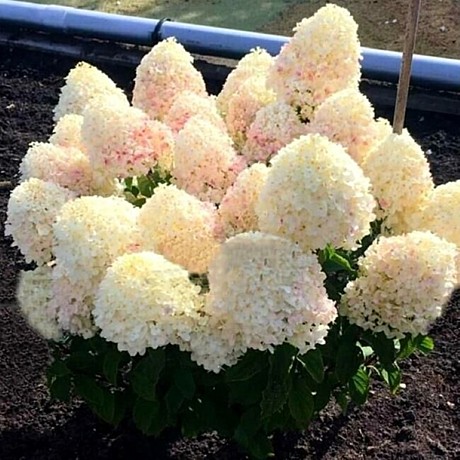 Гортензия метельч Шуга Раш в тубе