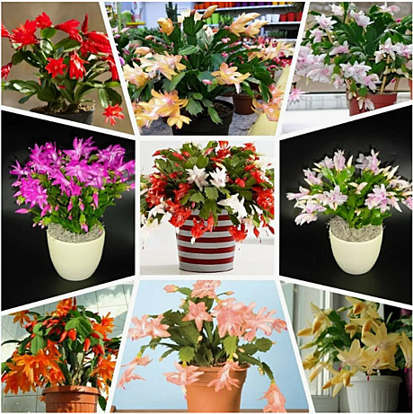 Шлюмбергера детка