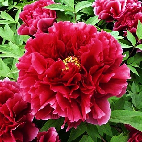 0767 Пион древ. Алая Волна 1шт