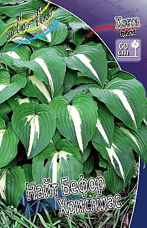 5740 Хоста Найт Бефоре Христмас 1шт