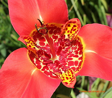 6028 Тигридия  Снециоза 10шт /1шт/ 