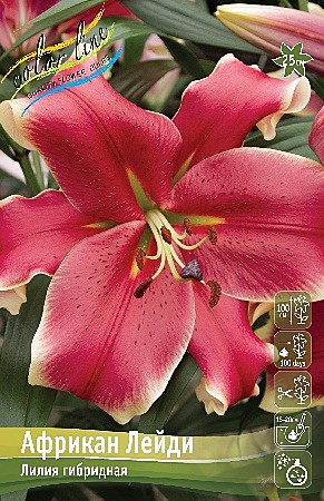 7518 Лилия Африкан Лейди 5шт/1шт