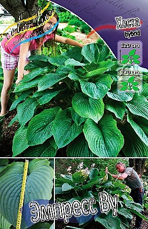 9623 Хоста Эмпресс Ву 1шт