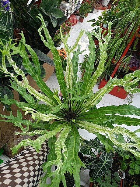 Асплениум 12 Вайт Мунлайт