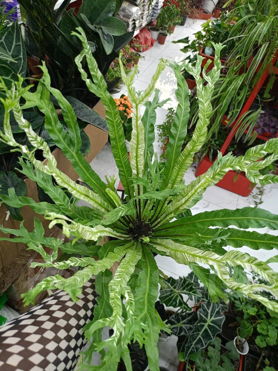 Изображение товара