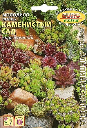 Ц Молодило Каменистый сад Аэлита