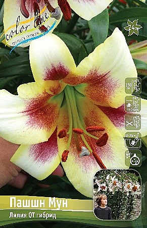 8149 Лилия Пашшн Мун ОТ 5шт/1шт