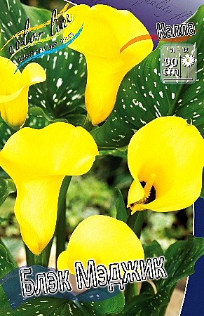 1800 Калла Блэк Мэджик 2шт /1шт