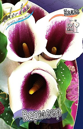 4400 Калла Вермеер 2шт/1шт