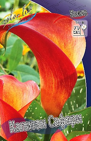 4448 Калла Капитан Сафари 2шт/1шт