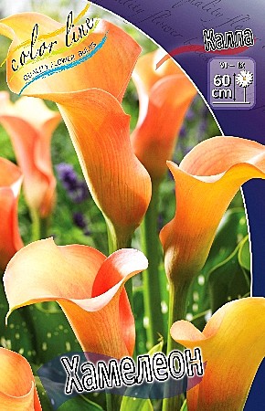 4486 Калла Хамелеон 2шт /1шт
