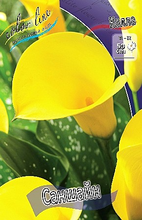 4659 Калла Саншайн 1шт /2шт/