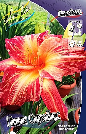 6948 Лилейник Пинк Страйпс 1шт