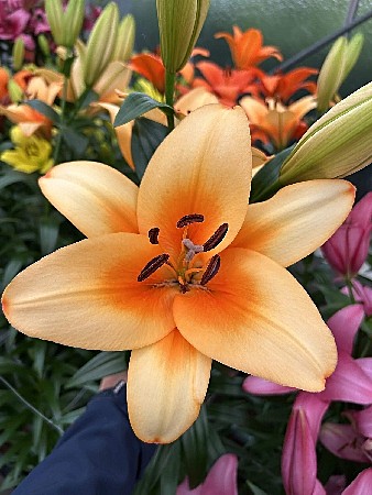 7804 Лилия Напстер ТА 5шт/1шт