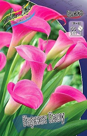 8269 Калла Гарнет Глоу 2шт /1шт/