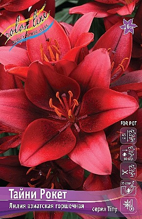 9563 Лилия Тайни Рокет аз 7шт/1шт