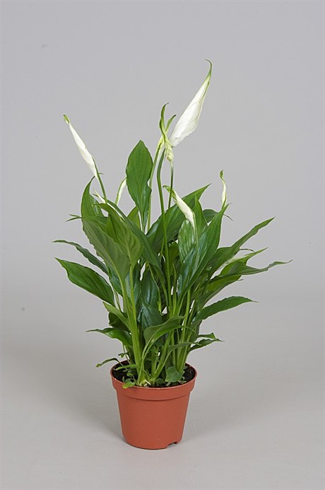 Спатифиллиум Чопин 10