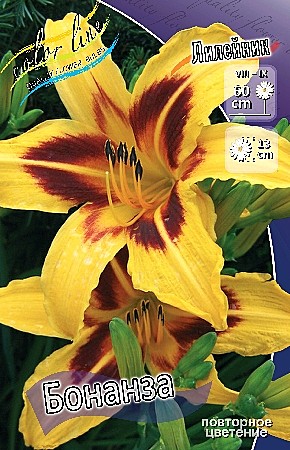 5092 Лилейник Бонанза 2шт (1шт)