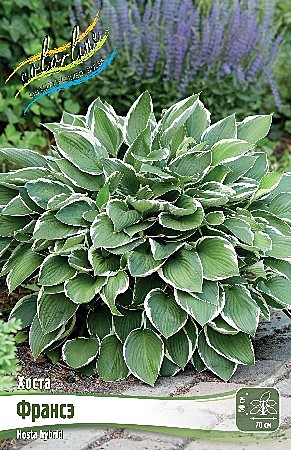 5498 Хоста Франсэ 2шт/1шт