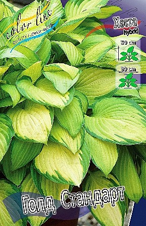 5719 Хоста Голд Стандарт 2шт /1шт/