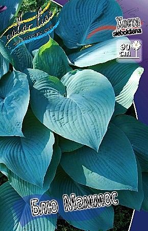 7424 Хоста Блю Маммос 1шт