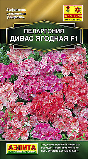 Ц Пеларгония Дивас ягодная см Аэлита