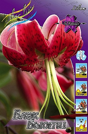 1551 Лилия Блек Бьюти спец 3шт/1шт