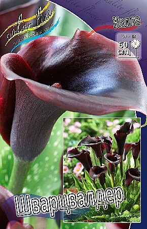 1893 Калла Швальцвалдер 2шт/1шт