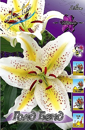 2220 Лилия Аур Голд бенд вост 1шт /5шт/