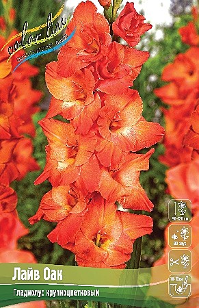 6394 Глад Лайв Оак 8шт/1шт