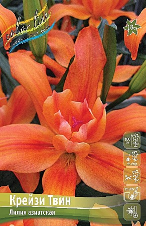 6787 Лилия Крейзи Твин аз махр 5шт /1шт