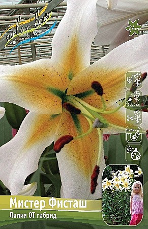 8118 Лилия Мистер Фисташ 5шт/1шт