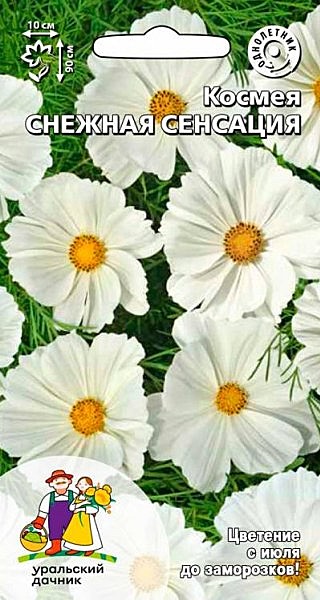 Ц Космея Снежная сенсация УД