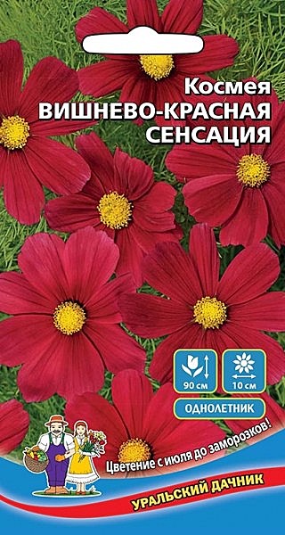 Ц Космея Вишнево-красная сенсация УД