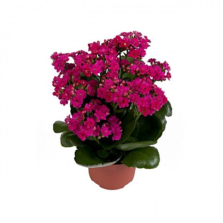 Ц Мак Танец огня восточный УД