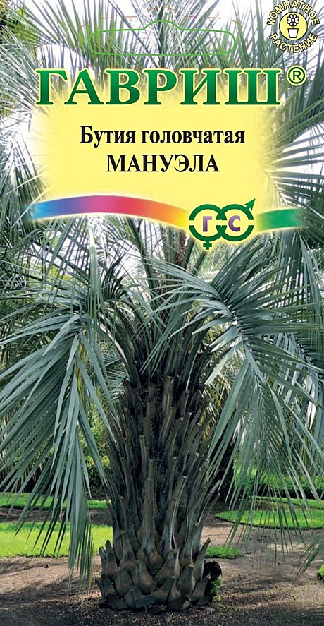 Ц Бутия Мануэло Гавриш