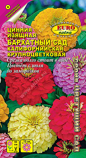 Ц Цинния Бархатный сад калифорнийская Аэлита