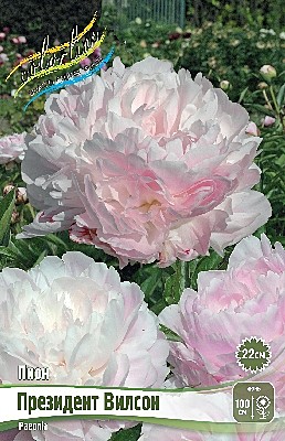 5836 Пион Президент Вилсон 1шт