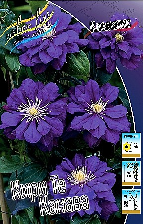 6150 Клематис Кири Те Канава 2шт /1шт