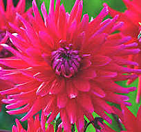 6239 Георгина Акапулько 1шт