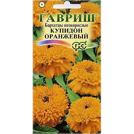 Ц Барх Купидон оранж  /20см / Гавриш