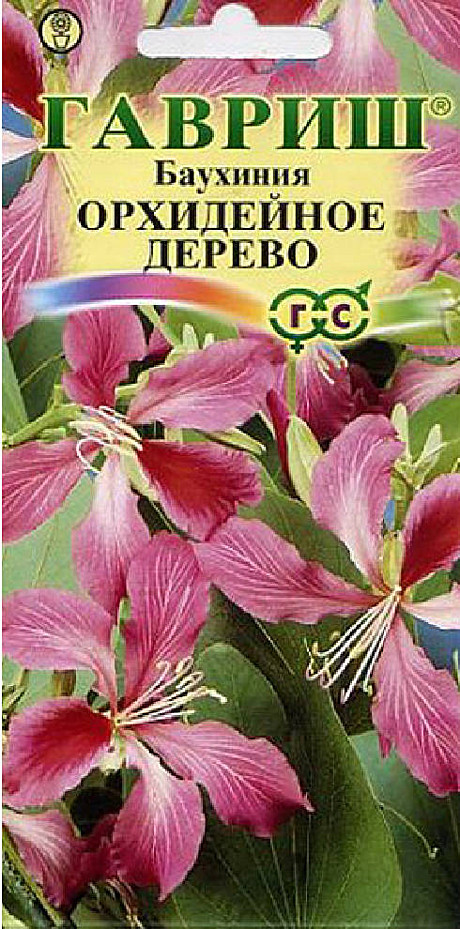 Ц Баухиния Орхидейное дерево  Гавриш