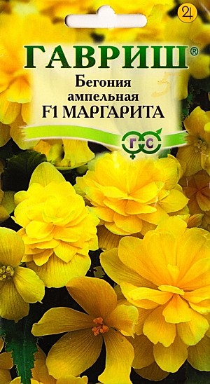 Ц Бегония Маргарита гранул  Гавриш