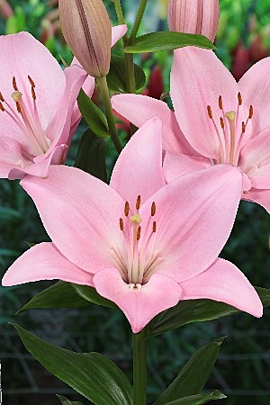 0083 Лилия Чайковский ла 7шт /1 шт