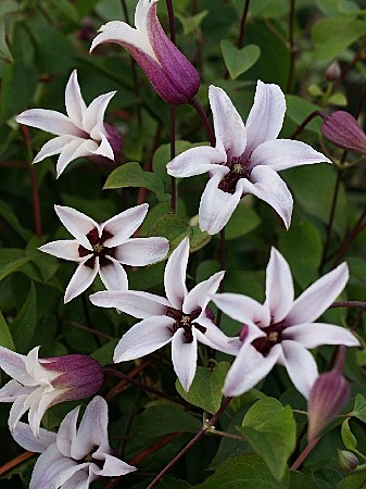 7013 Клематис Принцесса Кейт 1шт/ 1шт