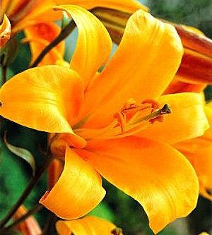 0262 Лилия Оранж Планет трубч 5шт(1шт)