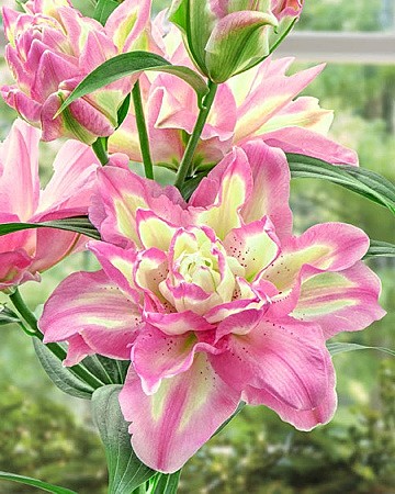 7585 Лилия Лакки Энджел Вост 5шт/1шт