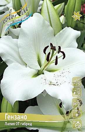 9668 Лилии Гензано 5шт/1шт